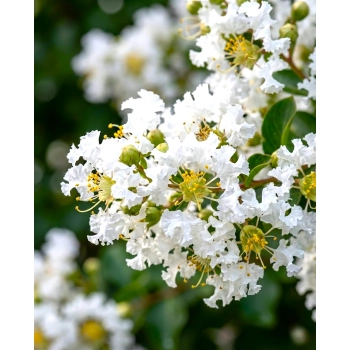 LAGERSTROEMIA na pniu biała - kremowa bez południa - sadzonki 60 / 80 cm